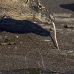 dragon_komodo_hsb_rinca_v_2263_kom4632.jpg